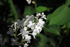 女孩高雅有涵养之名字怎样取最吉利(起名名字涵养)