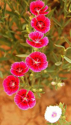 梦到公主是守财奴(守财奴吵架梦到)